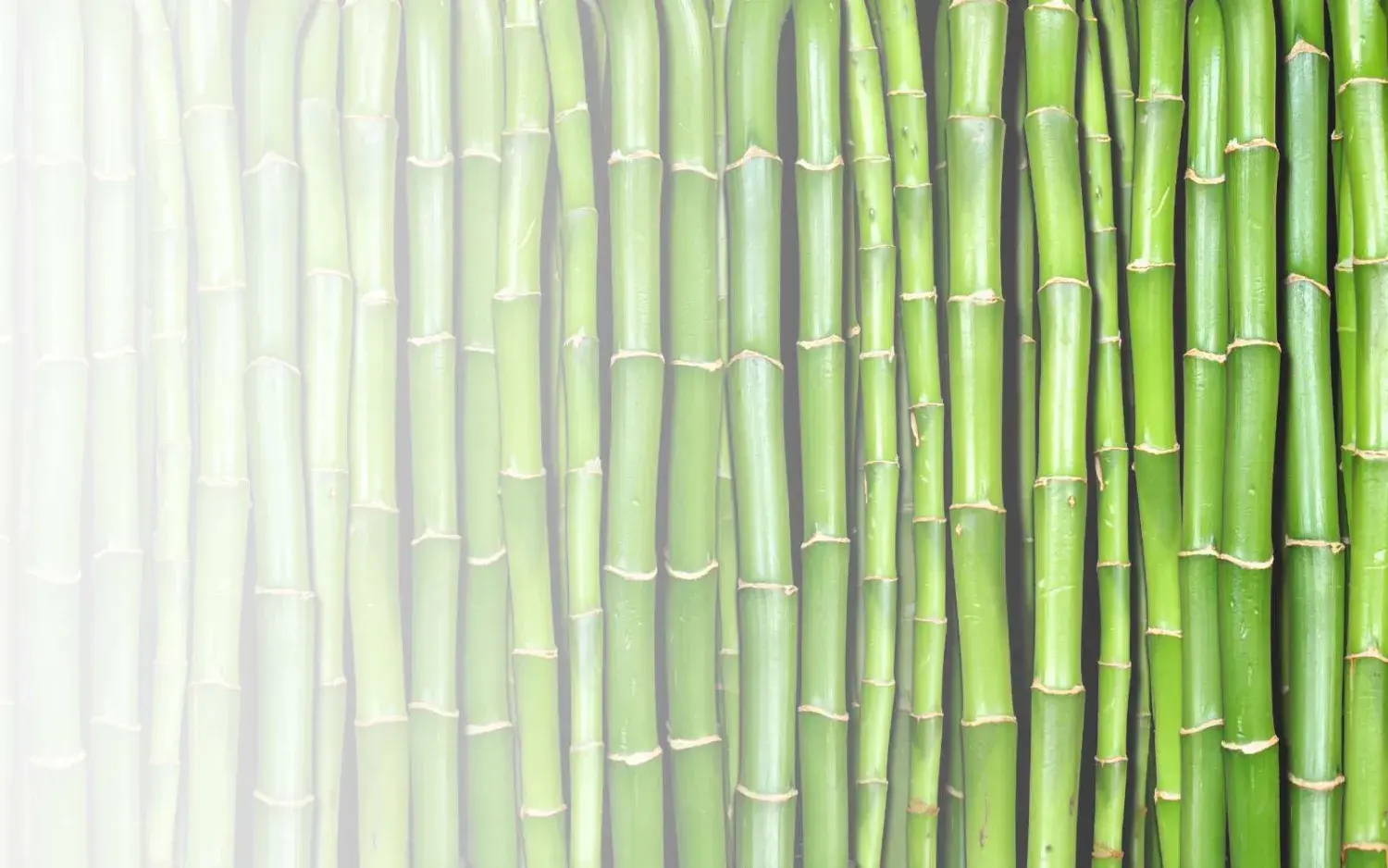 Nieuwsartikel Bamboi