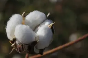 Baumwolle Anbau